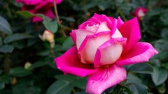 Flowers roses pink roses