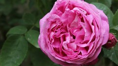 Flowers roses pink roses