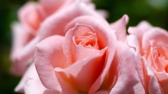 Flowers roses pink roses