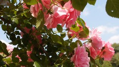 Flowers roses pink roses