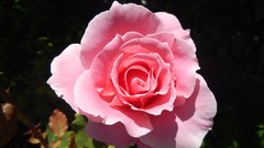 Flowers roses pink roses