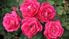 Flowers roses pink roses