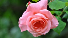 Flowers roses pink roses