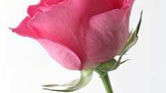 Flowers roses pink roses Simple Background