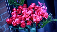 Flowers roses Plants