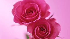 Flowers roses Plants