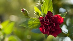 Flowers roses Plants