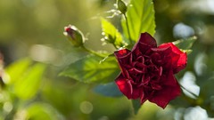 Flowers roses Plants