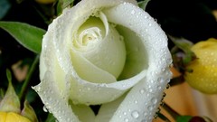 Flowers roses Plants