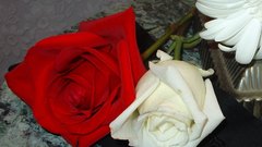 Flowers roses Plants flower