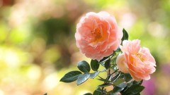 Flowers roses Plants pink flowers