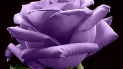 Flowers roses purple flowers