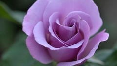 Flowers roses purple flowers