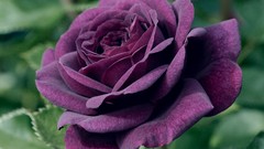 Flowers roses purple flowers