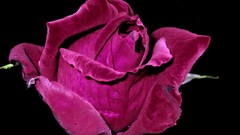 Flowers roses purple flowers