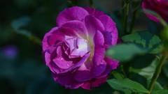 Flowers roses purple flowers