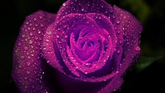 Flowers roses purple flowers water drops