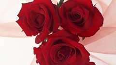 Flowers roses red flowers