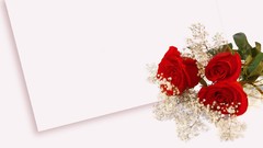 Flowers roses red flowers