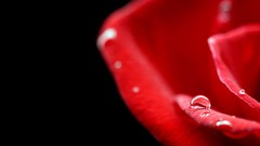 Flowers roses red rose