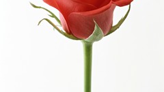 Flowers roses red rose