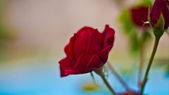 Flowers roses red rose