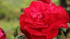 Flowers roses red rose