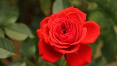 Flowers roses red rose