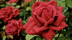 Flowers roses red rose