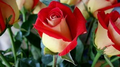 Flowers roses red rose red flowers