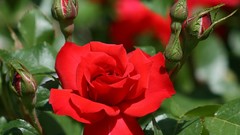 Flowers roses red rose red flowers