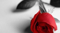 Flowers roses red rose red flowers