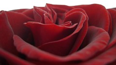 Flowers roses red rose red flowers