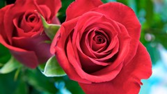 Flowers roses red rose red flowers