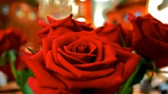 Flowers roses red rose red flowers