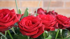 Flowers roses red rose red flowers