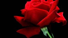 Flowers roses red rose red flowers