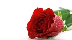 Flowers roses red rose red flowers