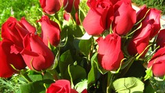 Flowers roses red rose red flowers