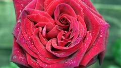 Flowers roses red rose red flowers