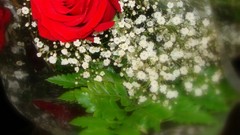 Flowers roses red rose red flowers