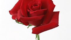 Flowers roses red rose Simple Background