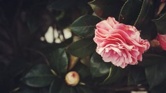 Flowers roses spring pink flowers