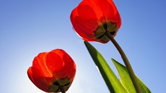 Flowers roses tulips red flowers