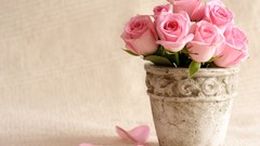Flowers roses vase bucket pink roses