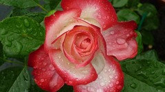 Flowers roses water drops