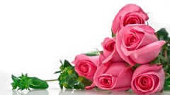 Flowers roses white background