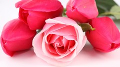 Flowers roses white background