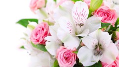 Flowers roses white background