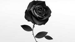 Flowers roses white background grayscale Ruben Ireland